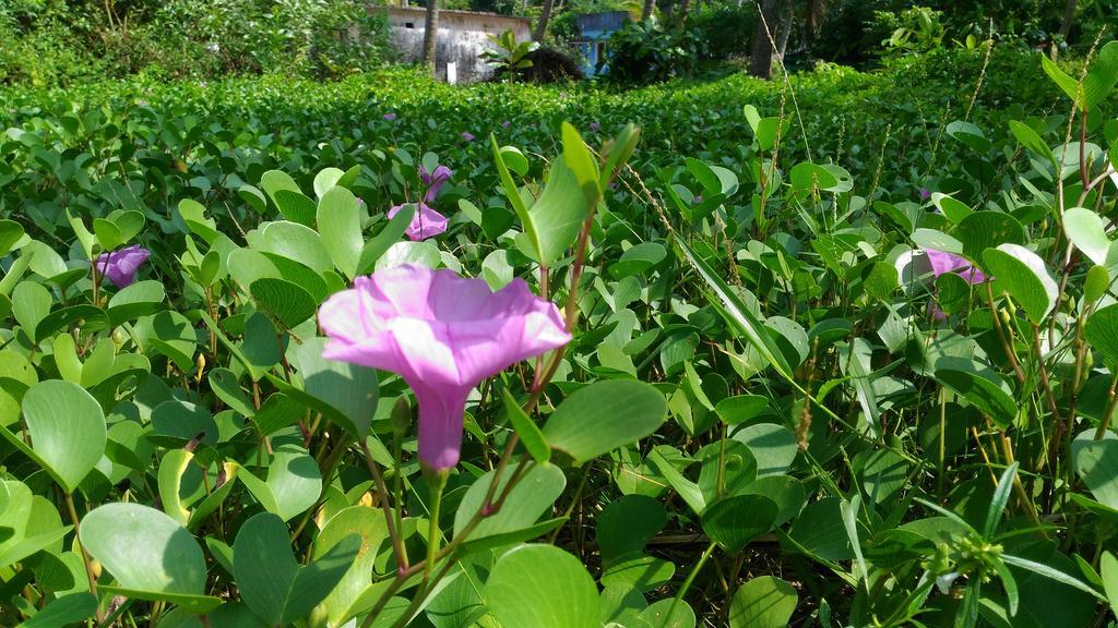 Marari Das Beach Villa Mararikulam Ngoại thất bức ảnh